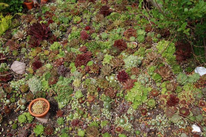 Sempervivum Dachwurz Hauswurz